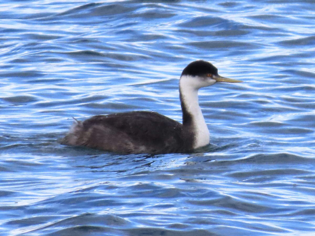 クビナガカイツブリ - ML644484331