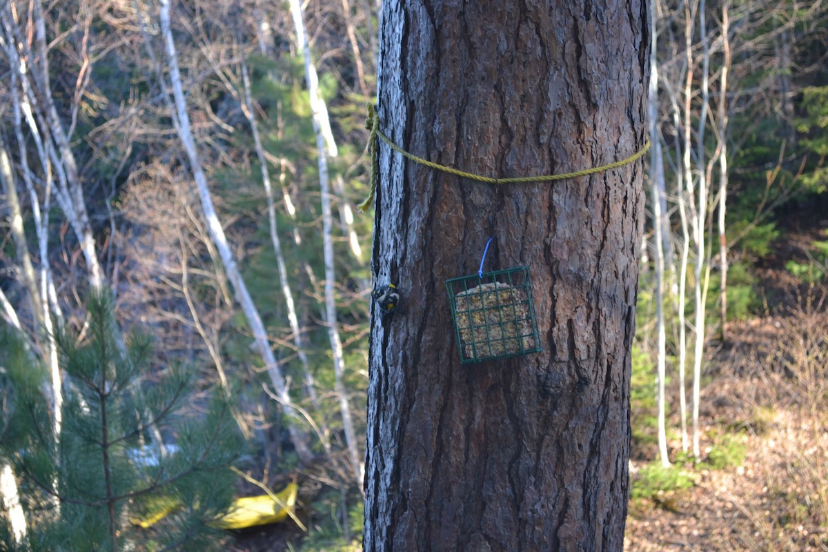 Yellow-rumped Warbler - ML644484364