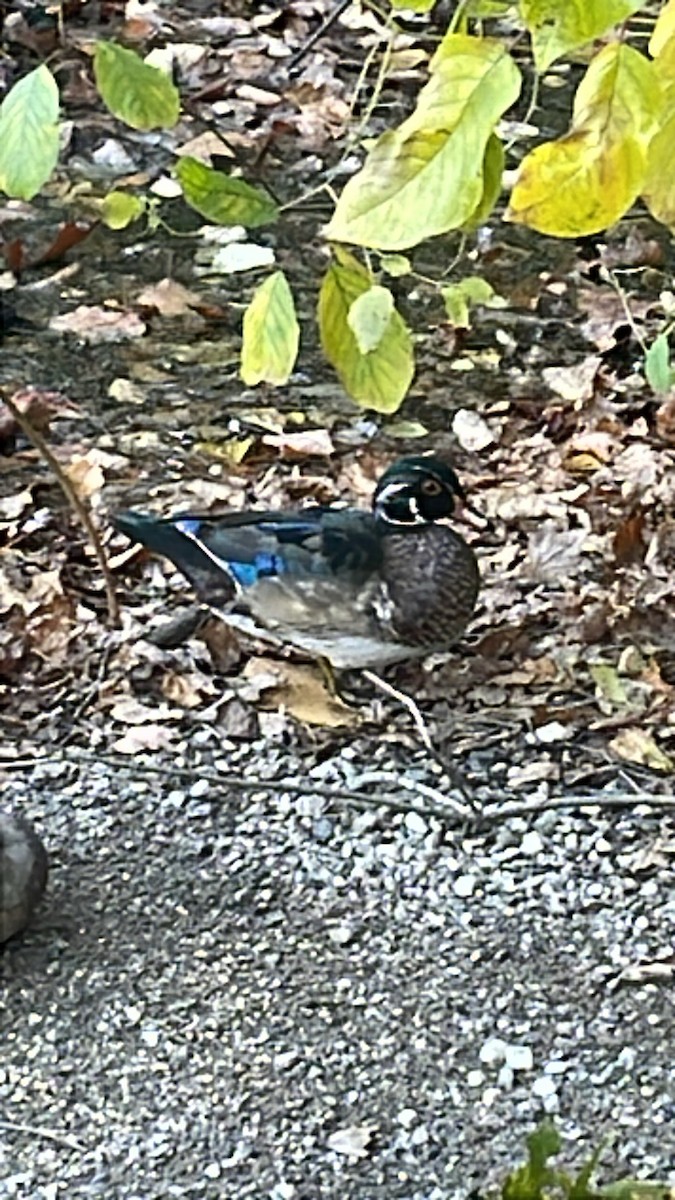 Wood Duck - ML644484373