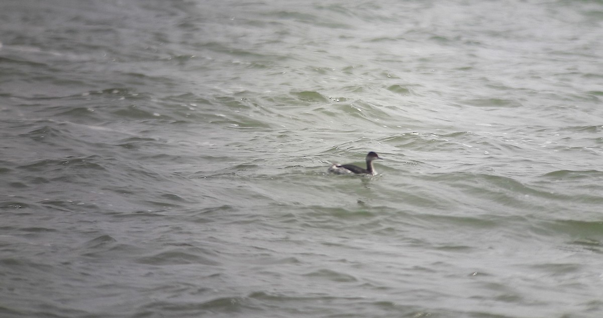 Txilinporta lepabeltza - ML644484374