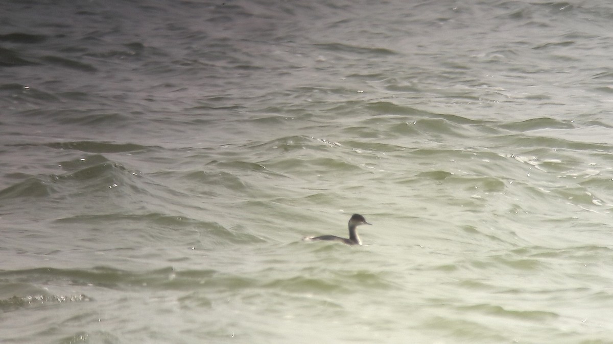 Txilinporta lepabeltza - ML644484375