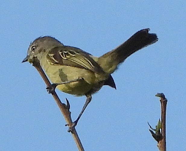 Black-capped Antwren - ML644484376