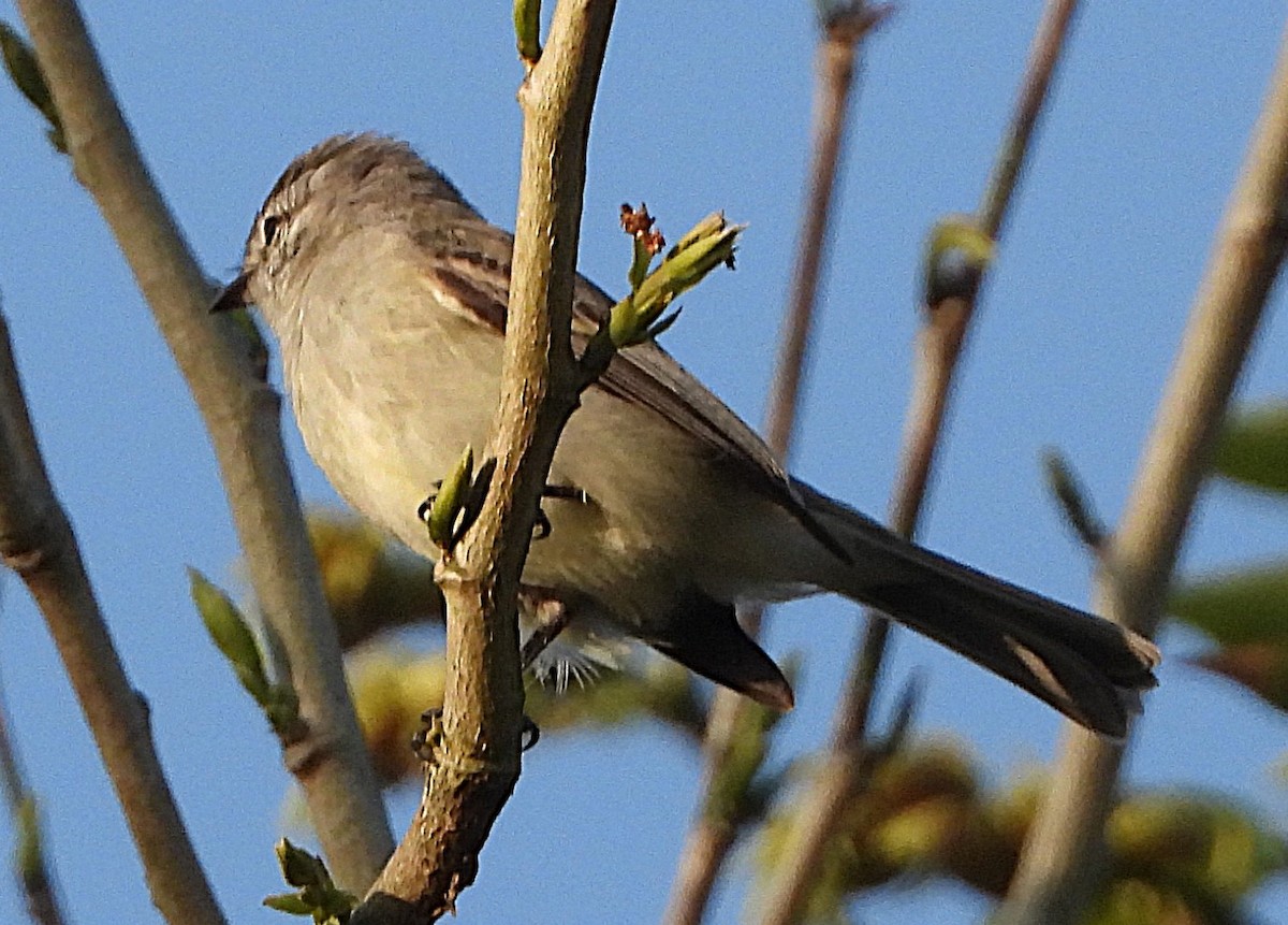 Black-capped Antwren - ML644484380