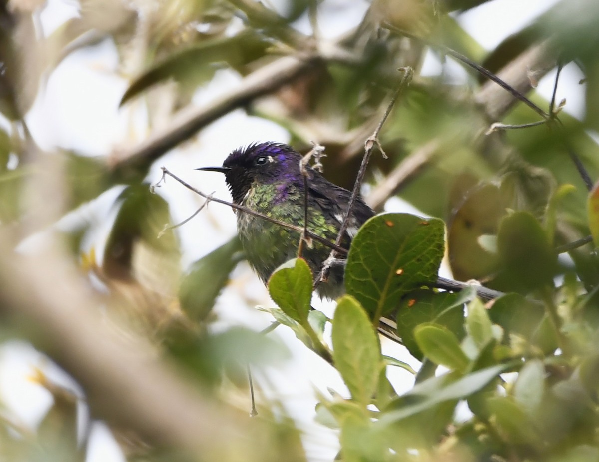 trnozobčík drobný - ML644484384