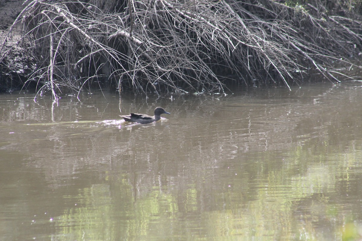 アンデスコガモ - ML644484386