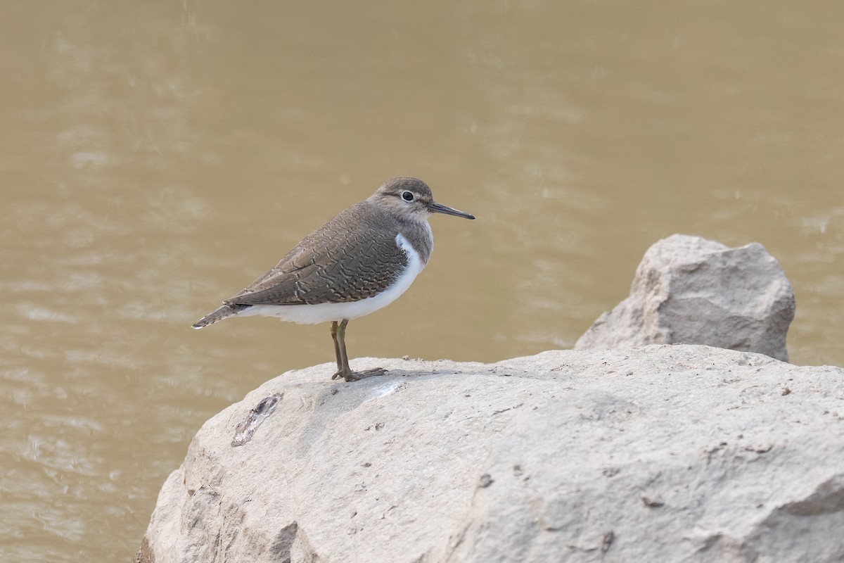 Хайргын хөгчүү - ML644484394