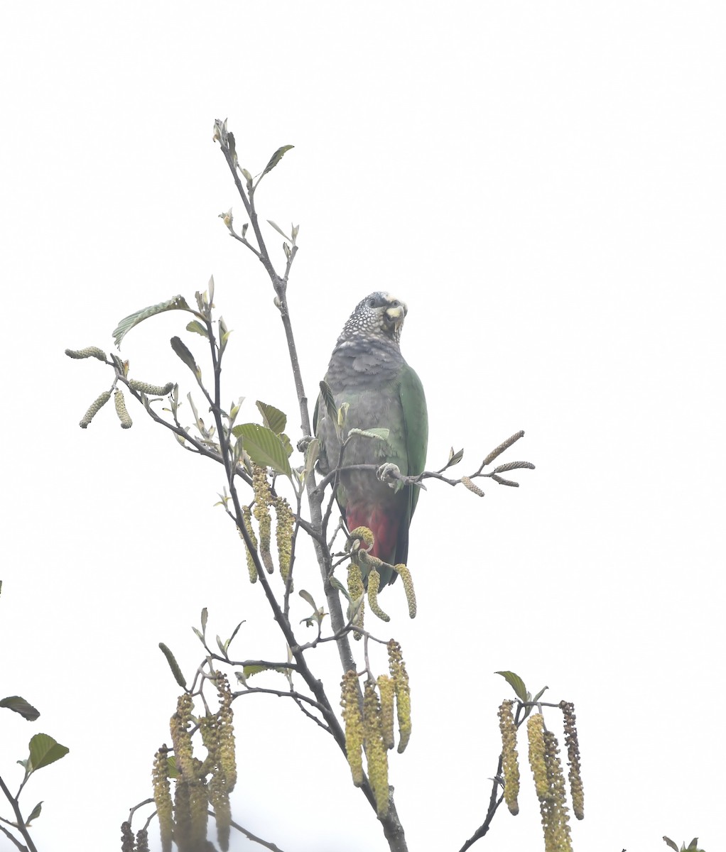 Beyaz Benekli Papağan - ML644484395