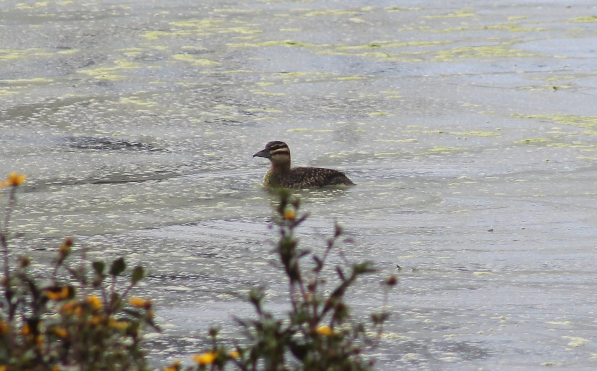 Masked Duck - ML644484420