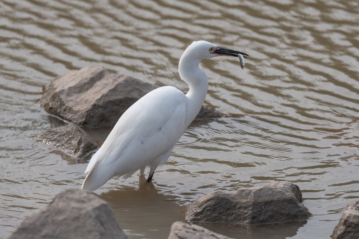 Aigrette garzette - ML644484478