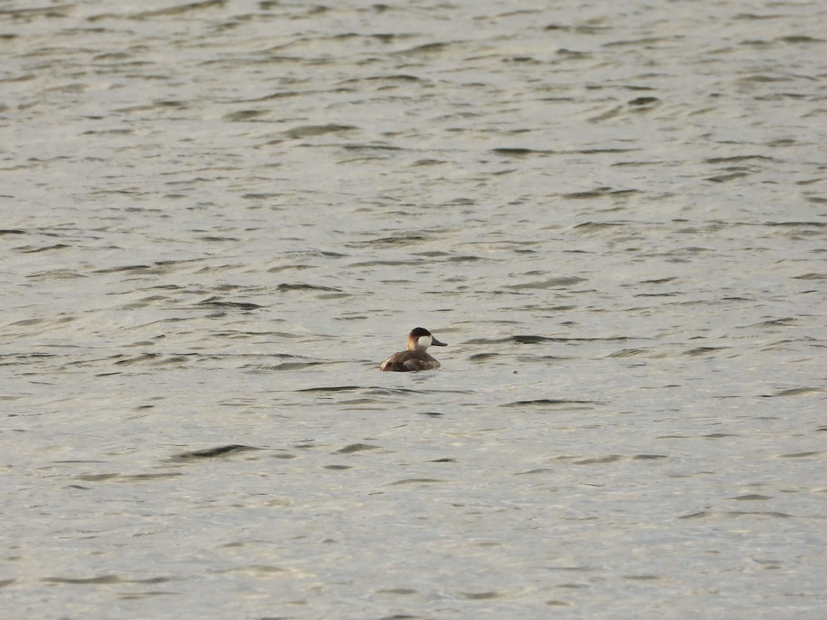 Gobbo della Giamaica - ML644484479