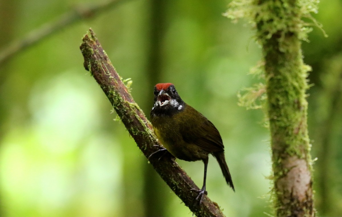 Sooty-faced Finch - ML644484483