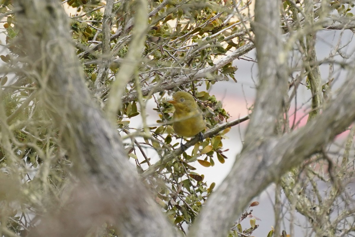 Желтоплечая пиранга - ML644484486