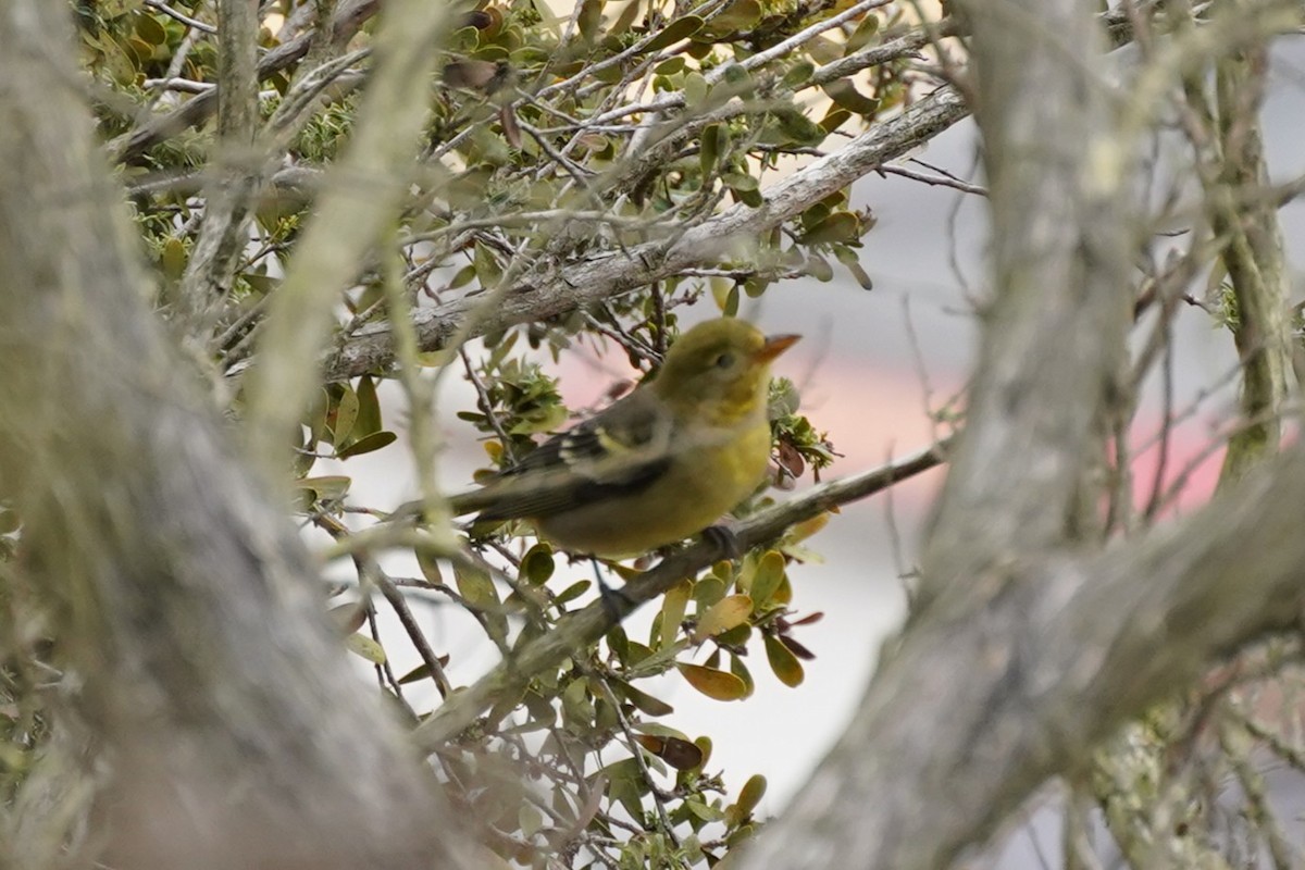Желтоплечая пиранга - ML644484487