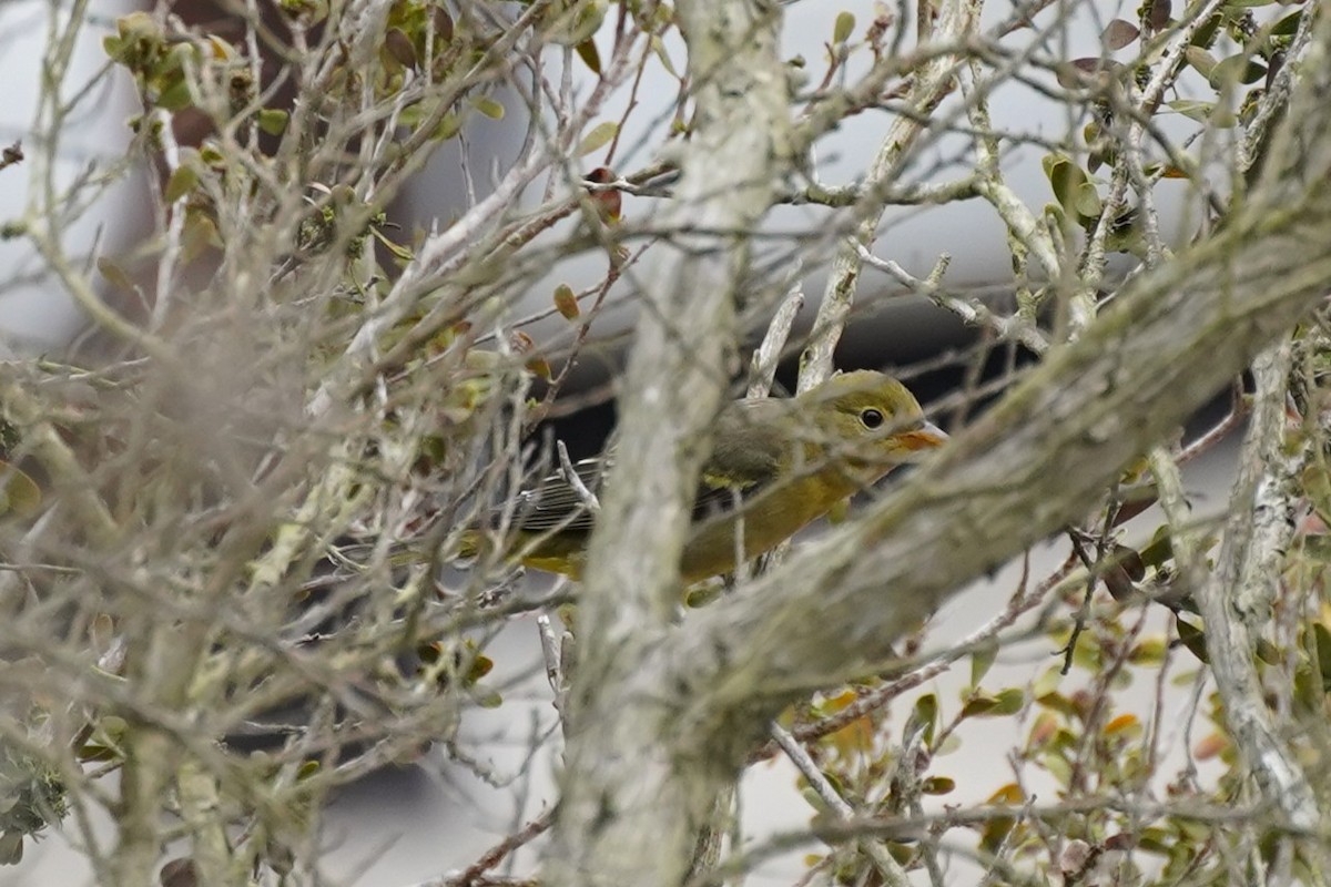 Желтоплечая пиранга - ML644484488