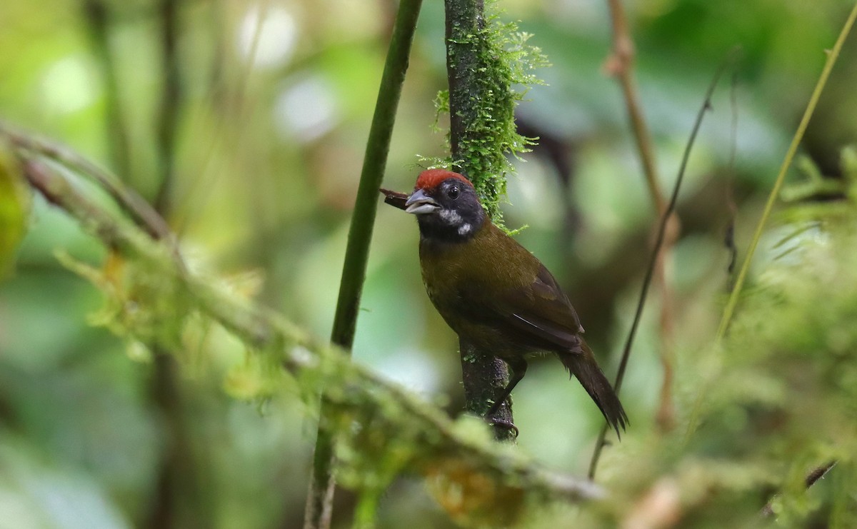 Sooty-faced Finch - ML644484490