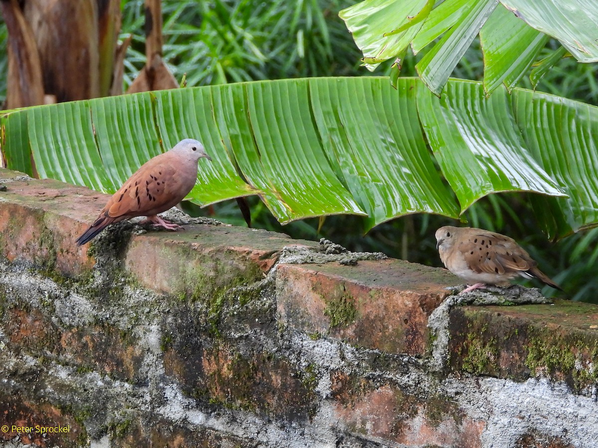 Zwergtäubchen - ML644484512