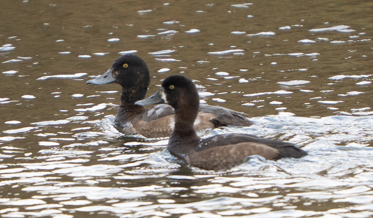 Greater Scaup - ML644484524