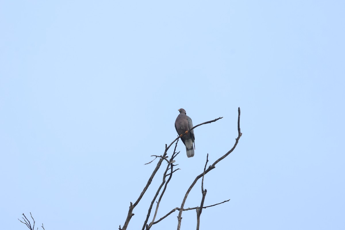 bånddue - ML644484530