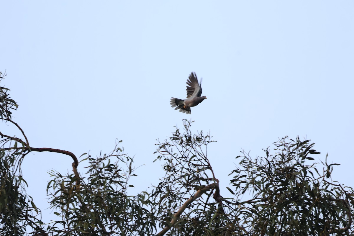 bånddue - ML644484531