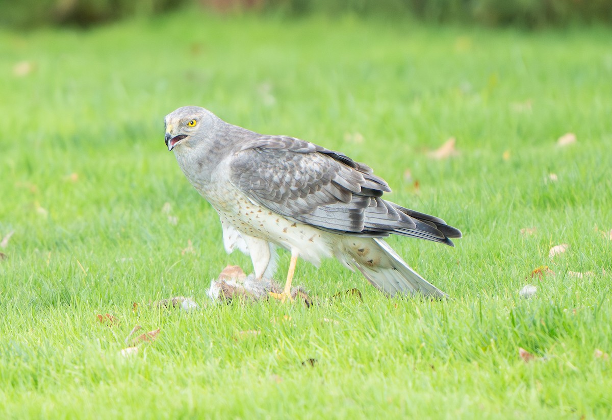 Northern Harrier - ML644484540