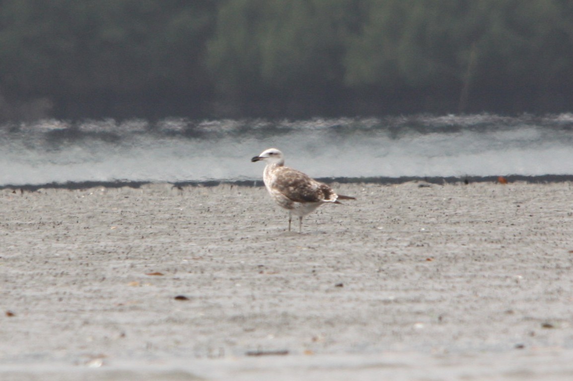 Kaio domingotarra - ML644484543