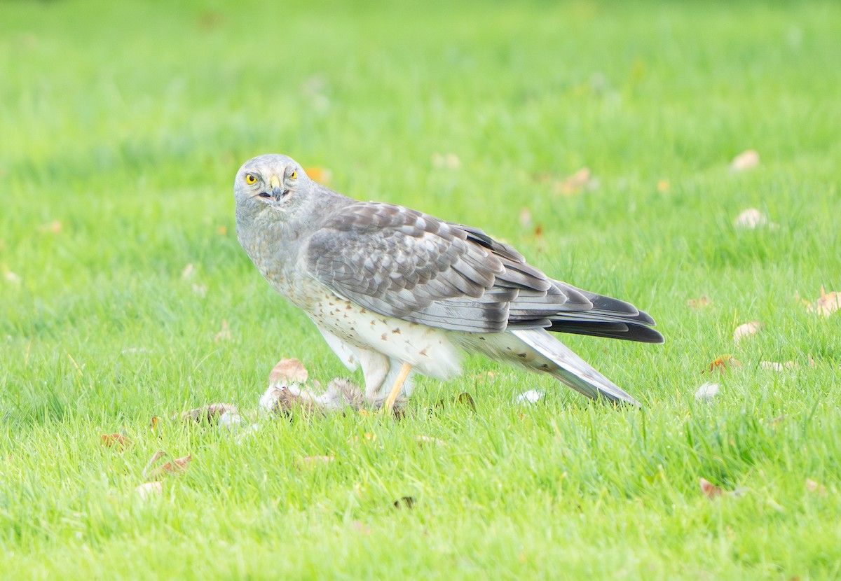 Northern Harrier - ML644484544