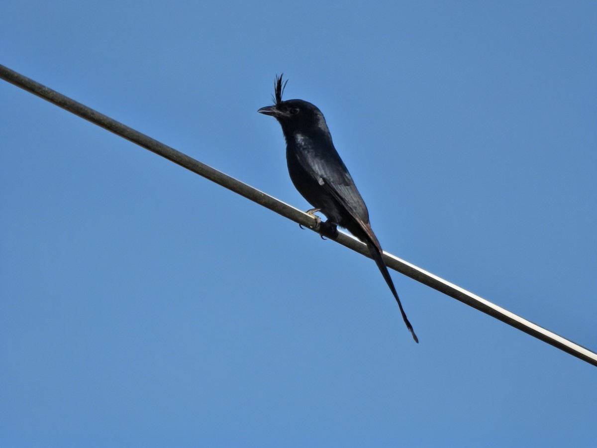 Crested Drongo - ML644484548