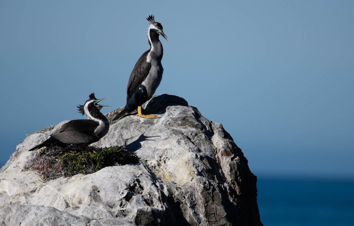Spotted Shag - ML644484549