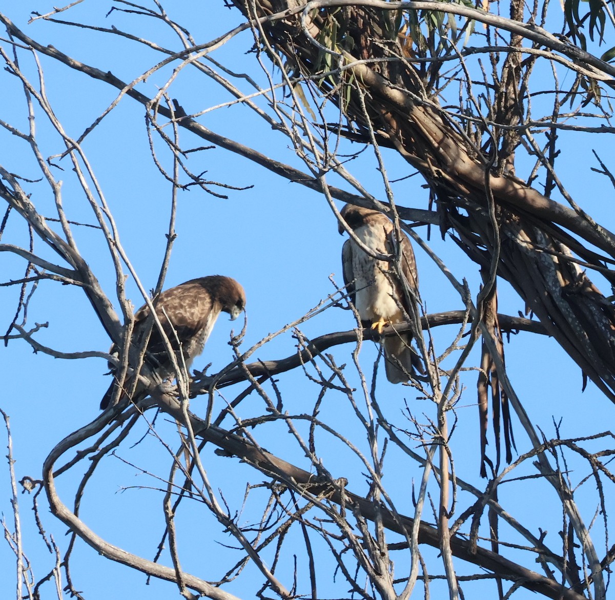 rødstjertvåk - ML644484550