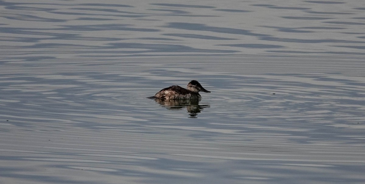 Gobbo della Giamaica - ML644484552