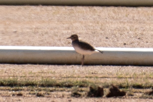 Mountain Plover - ML644484553