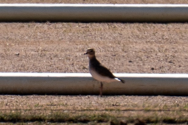 Mountain Plover - ML644484554