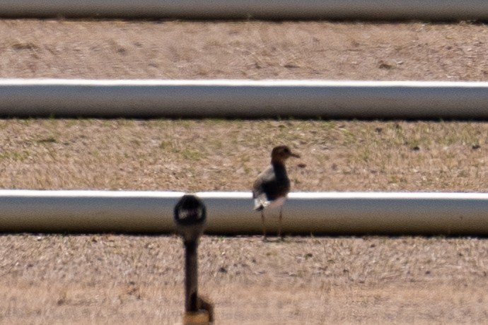 Mountain Plover - ML644484555