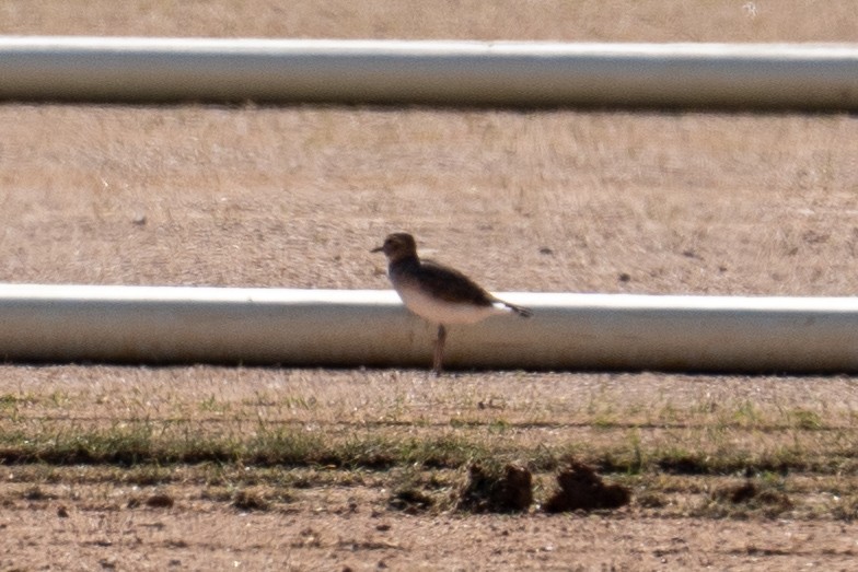 Mountain Plover - ML644484556