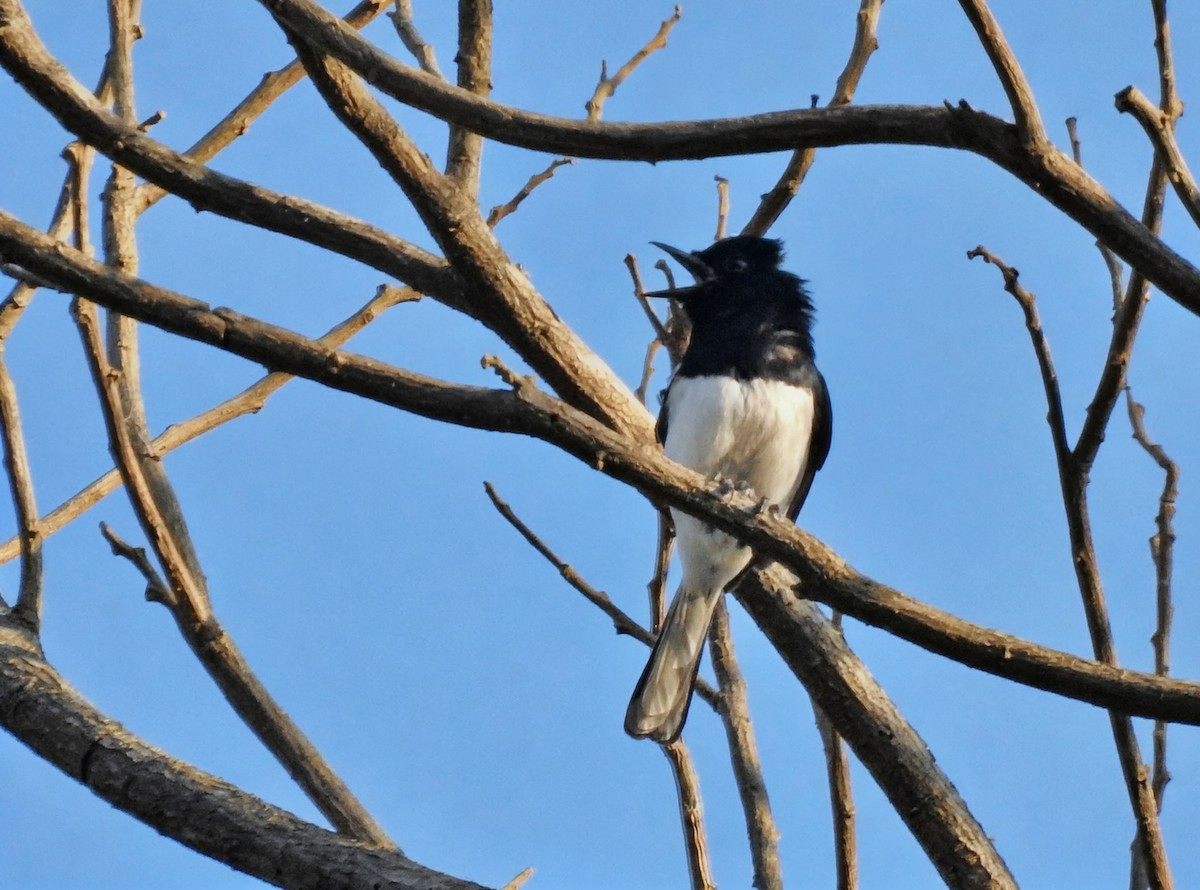 Madagascar Magpie-Robin - ML644484559