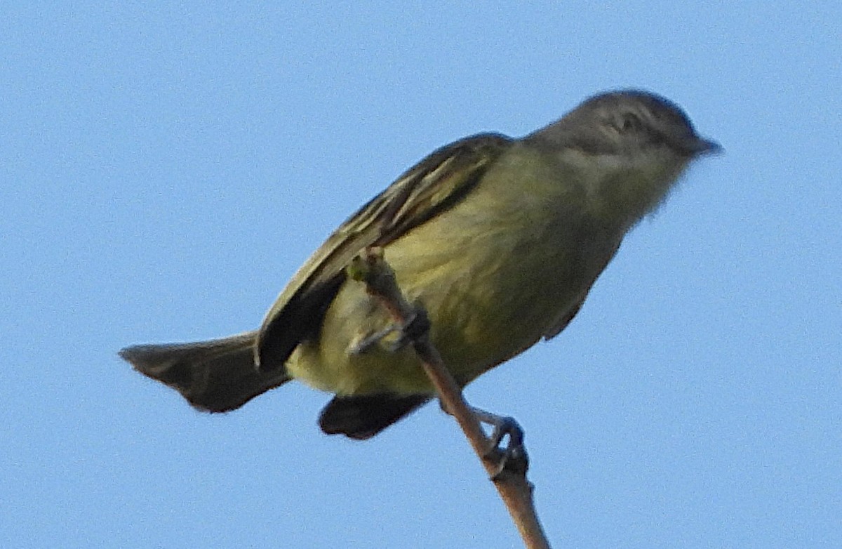 Guianan Tyrannulet - ML644484571