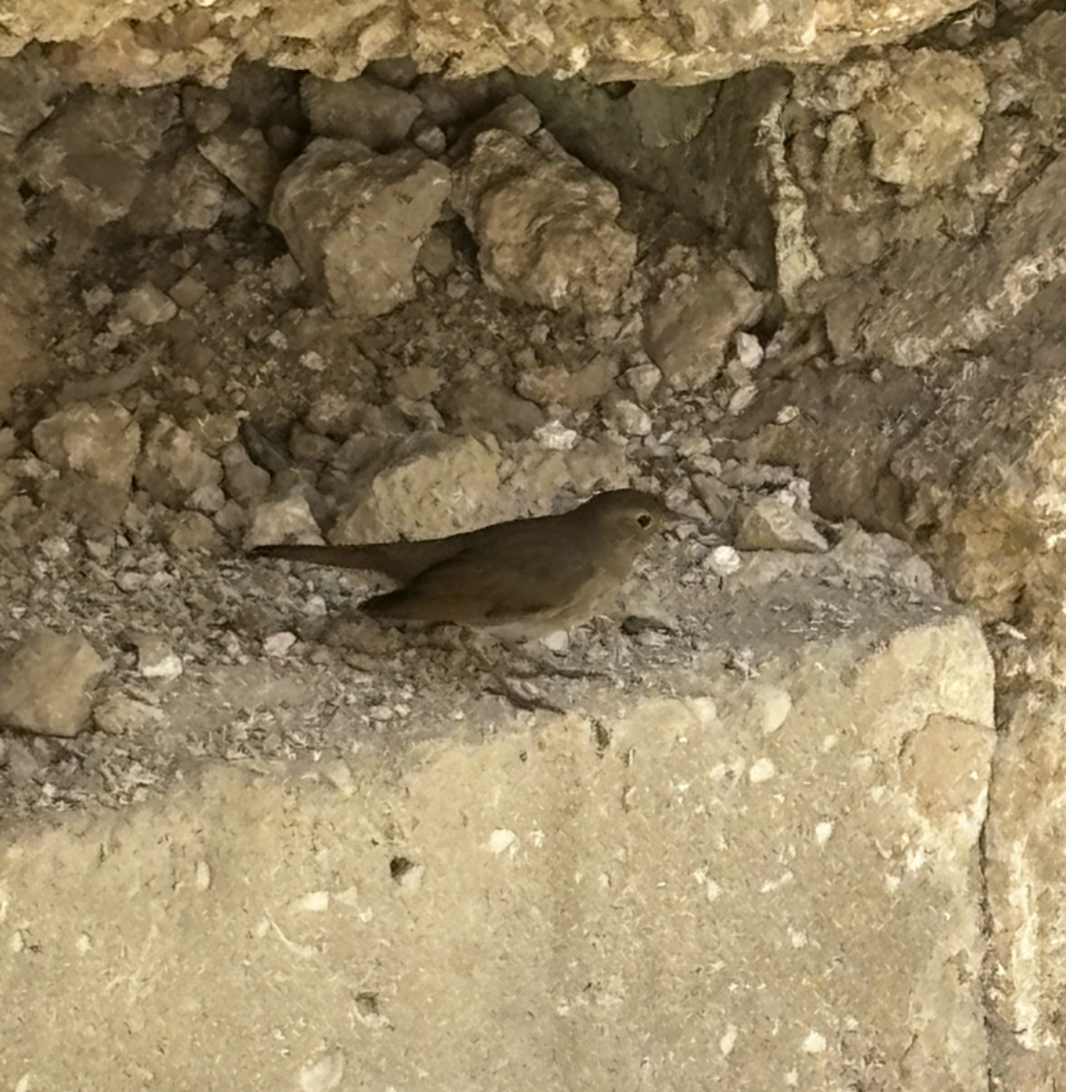 Обыкновенный соловей - ML644484574