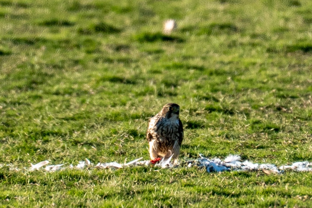 Merlin - ML644484597