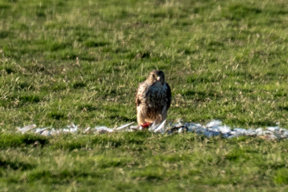 Merlin - ML644484598