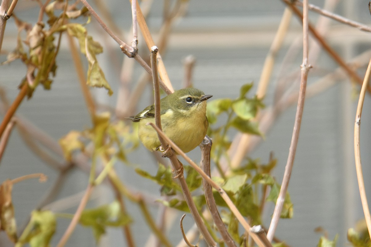 Black-throated Blue Warbler - ML644484600