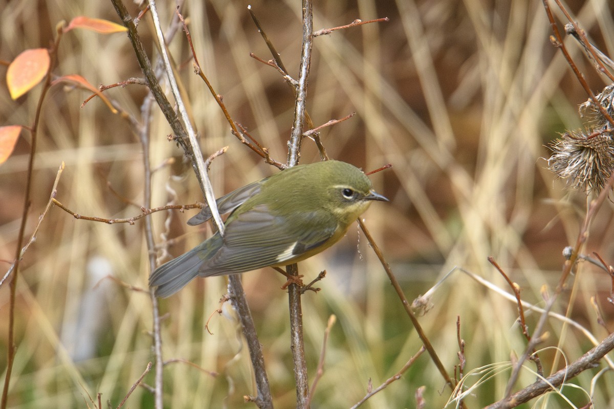 Black-throated Blue Warbler - ML644484601