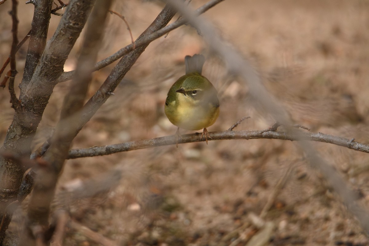 Black-throated Blue Warbler - ML644484602