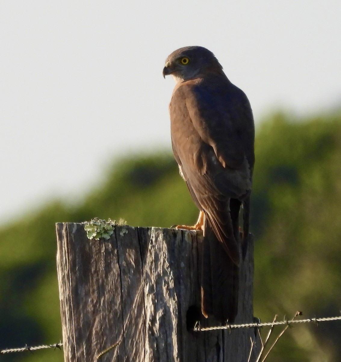 Autour australien - ML644484606