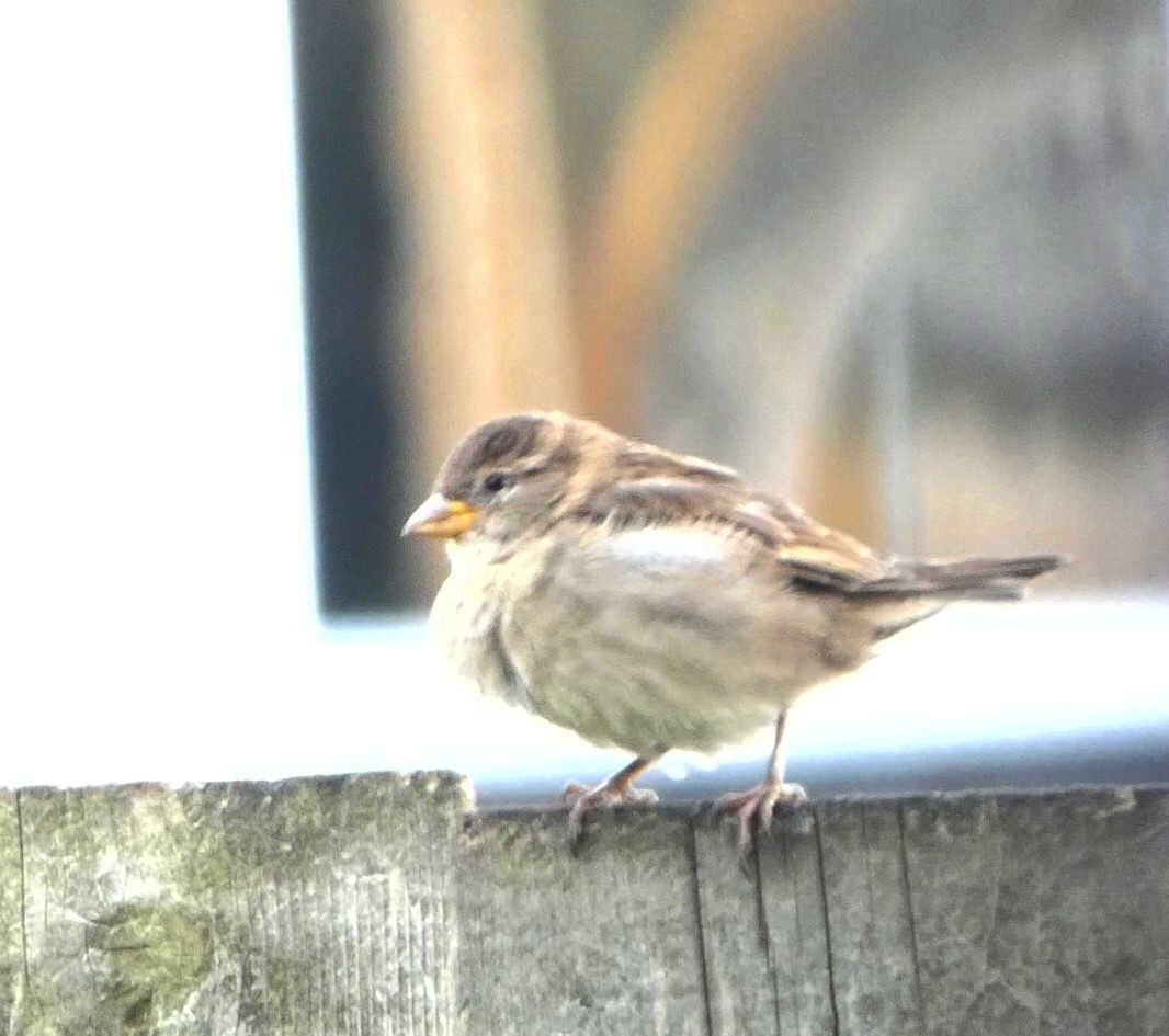 vrabec domácí - ML644484608