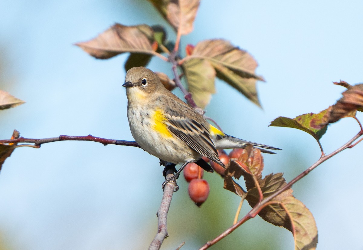 Yellow-rumped Warbler - ML644484610
