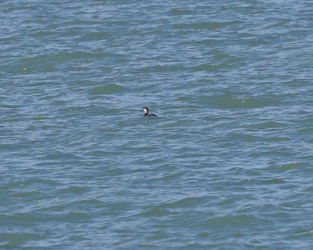 Black Scoter - ML644484614