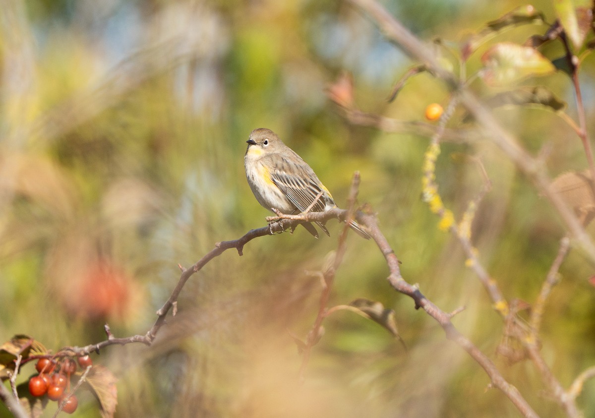 Yellow-rumped Warbler - ML644484617