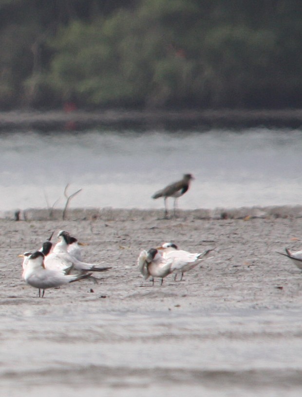 Southern Lapwing - ML644484619