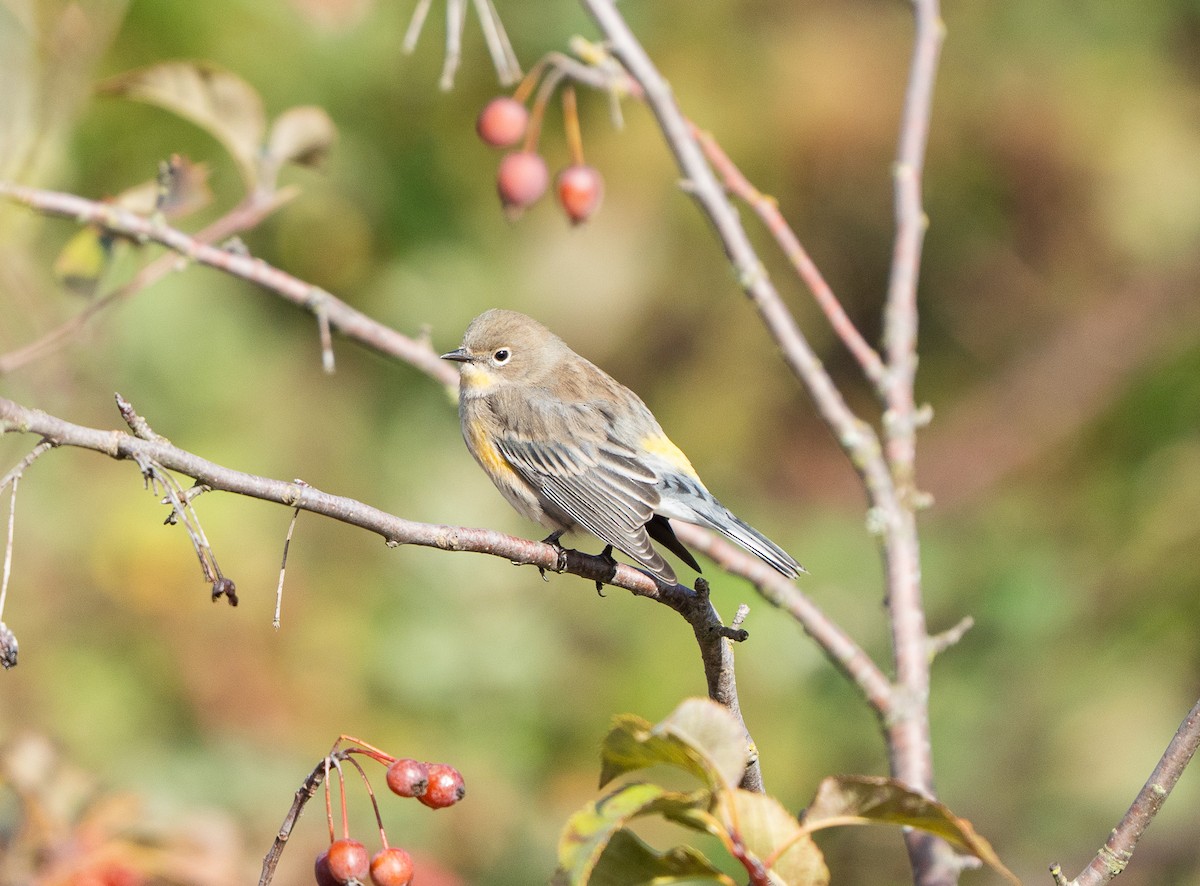 Yellow-rumped Warbler - ML644484624