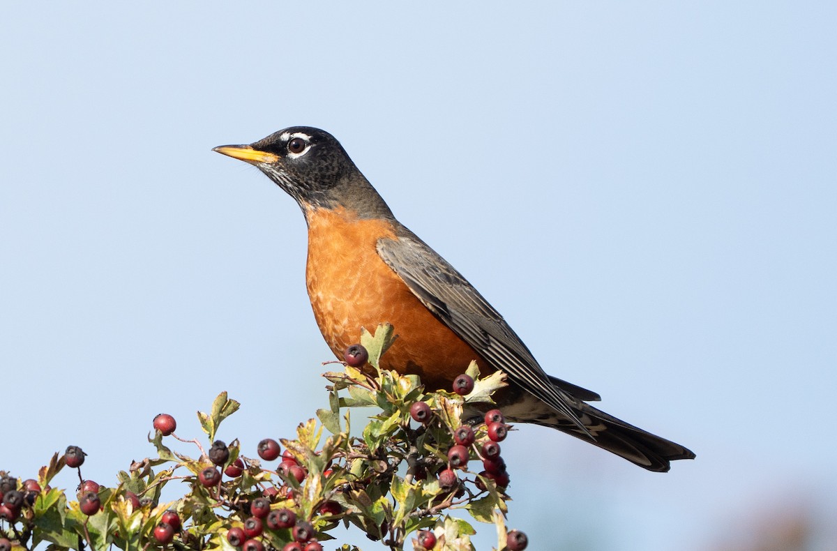 American Robin - ML644484640